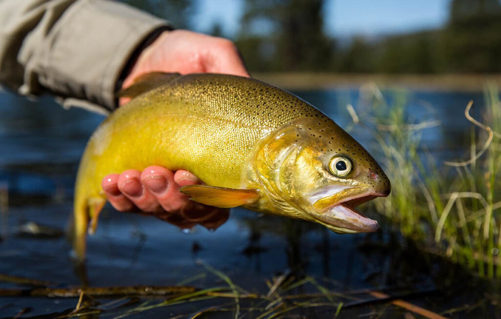 a golden-yellow gila trout held by a hand just above a stream