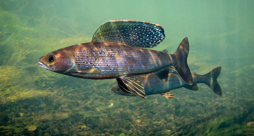 a pair of colorful Arctic grayling; the fish in front displays its beautiful sail-like dorsal fin; this is the most widespread species of grayling