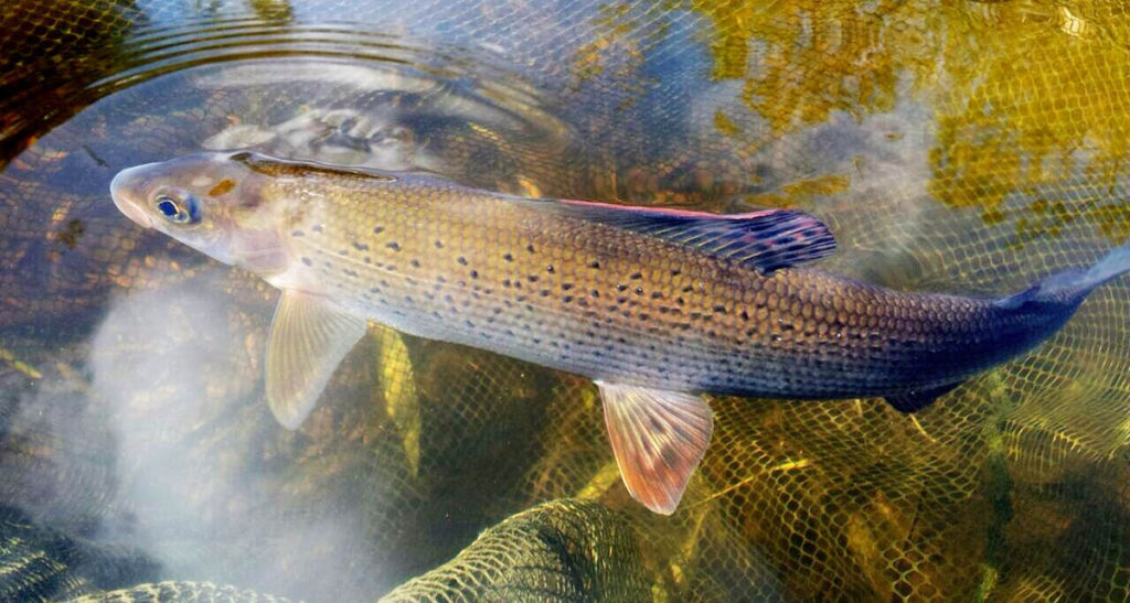 a colorful grayling with a large, sail-like dorsal fin in a net