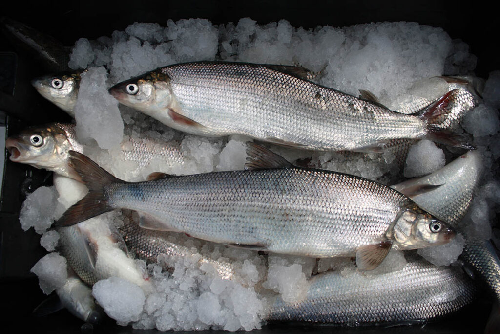 shiny lake whitefish on ice