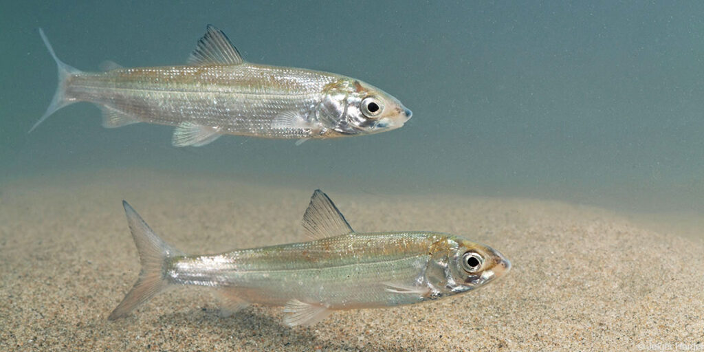 a pair of silvery European whitefish in a lake