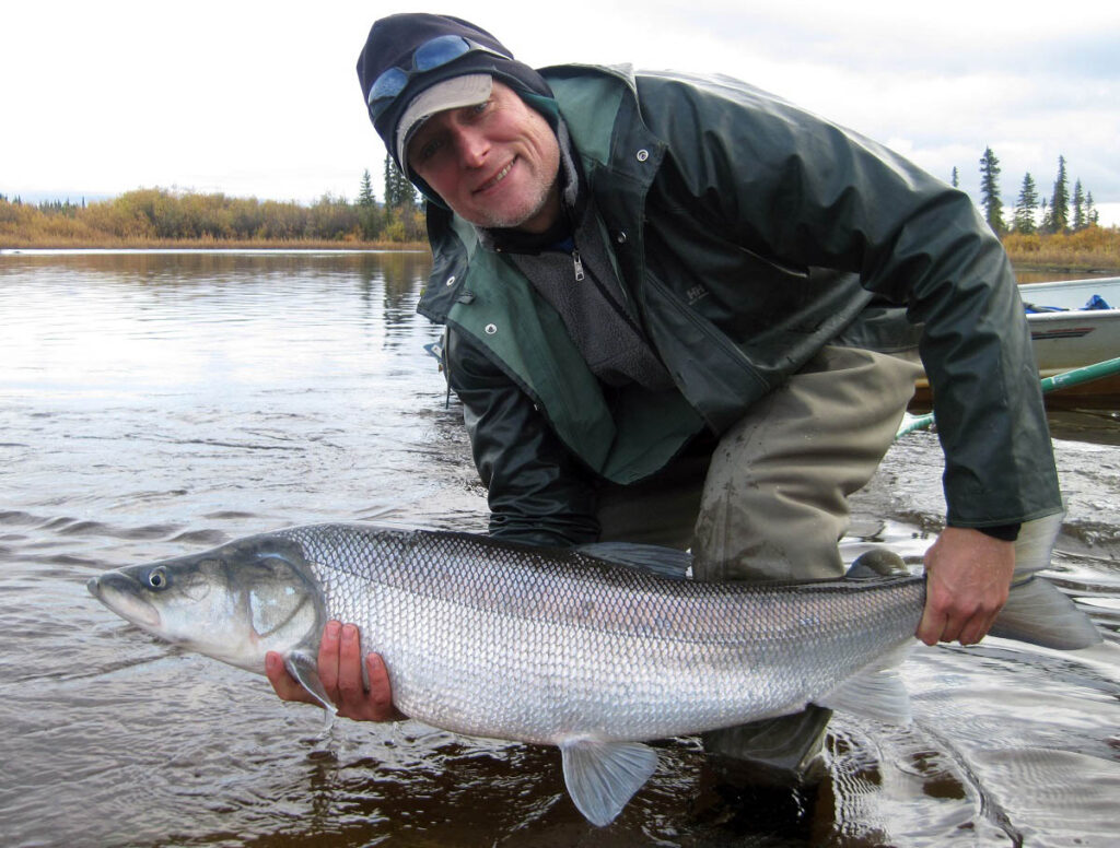 a man holds a large whitefish species called sheeefish