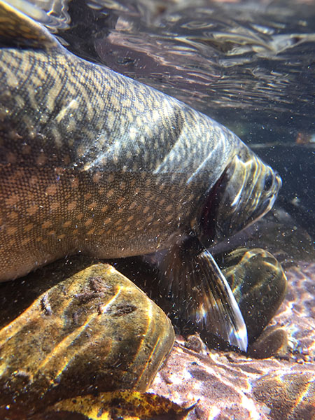 a large splake, a type of brook trout-lake trout hybrid