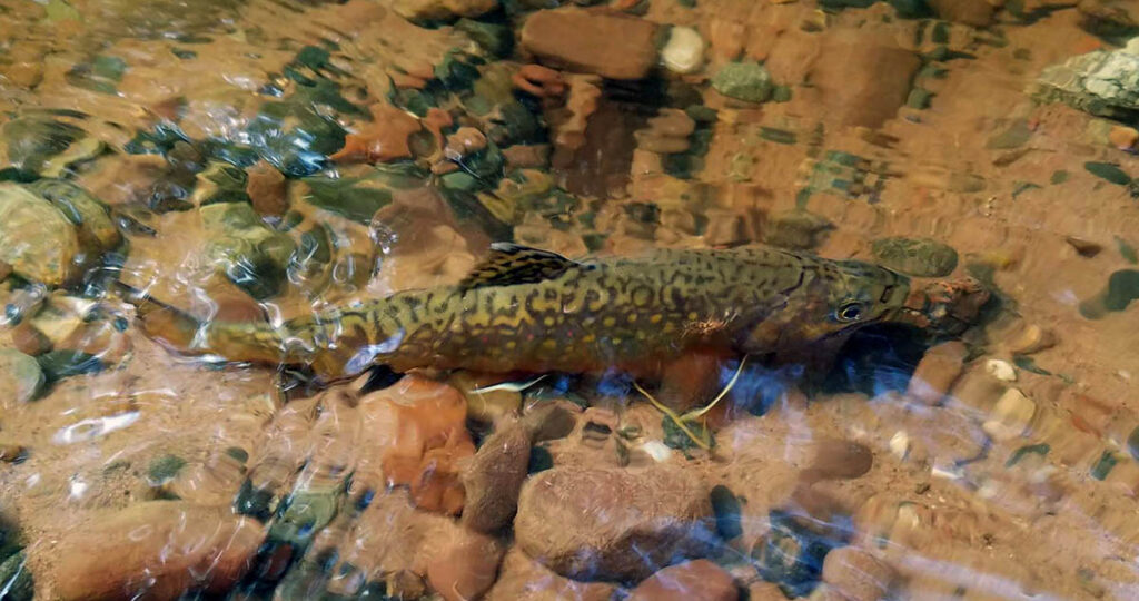 a small brookie in shallow water