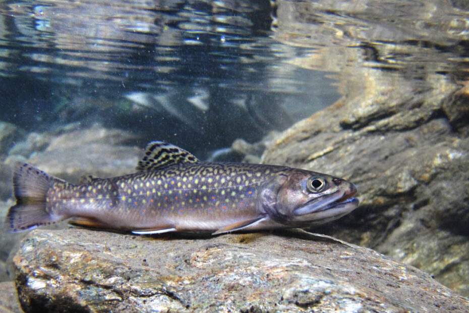 a colorful brook trout