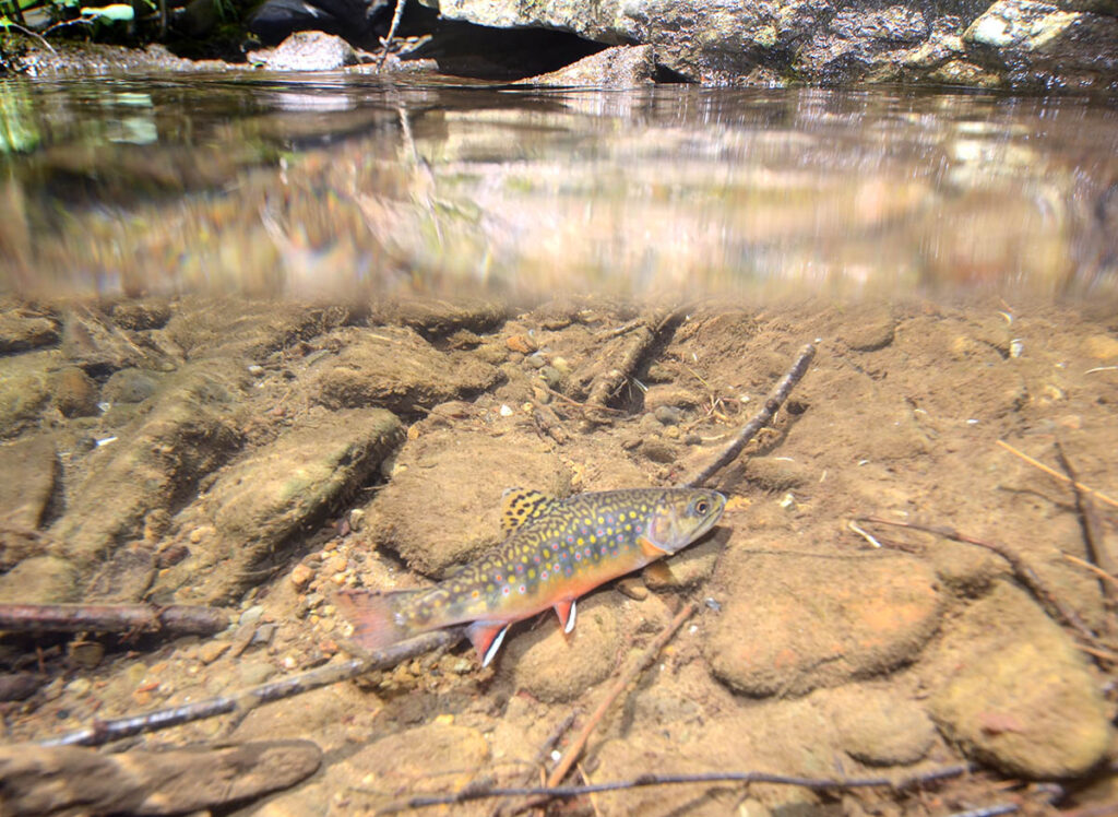 a brook trout near shore in a shallow stream