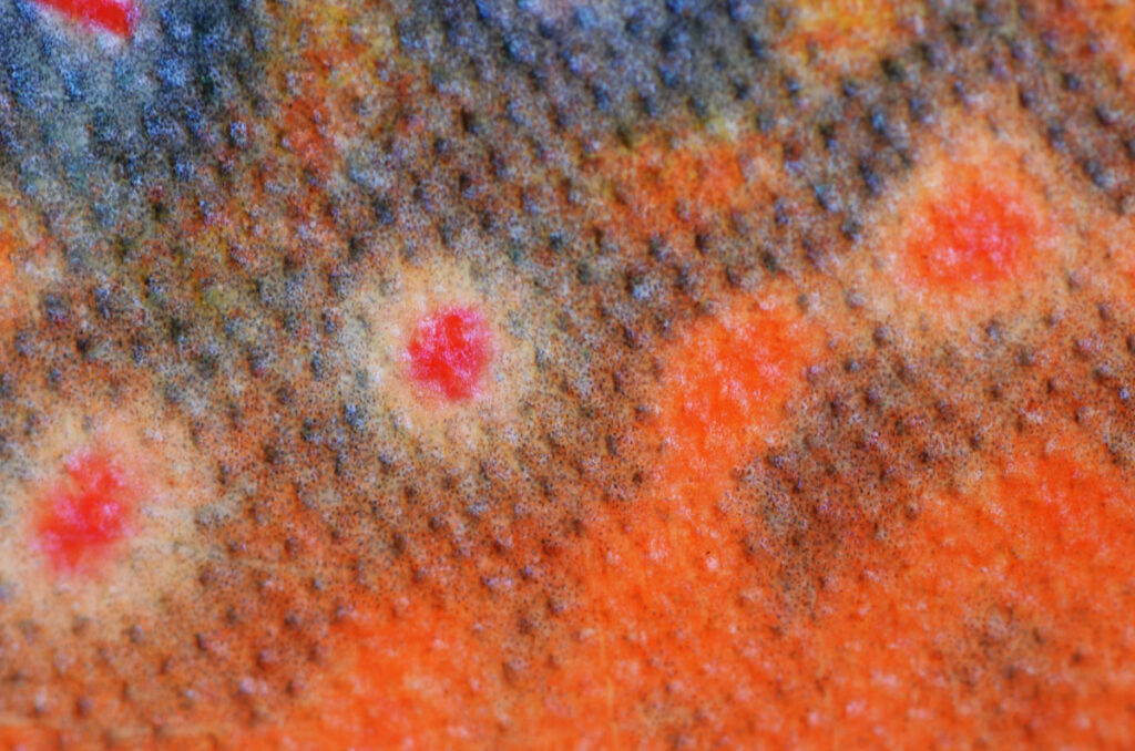 orange, blue, and red spots on a brook char