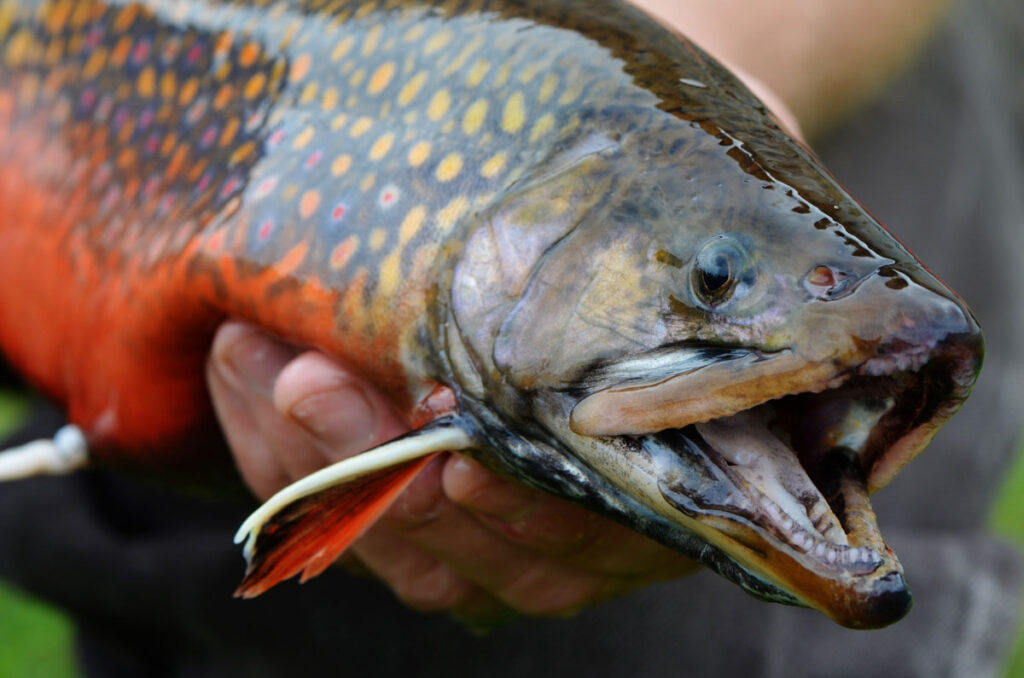 a bright orange and olive male coaster brook trout held up by a hactchery worker