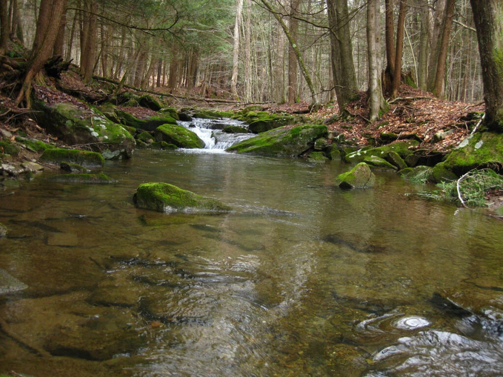 typical stream brook trout habitat