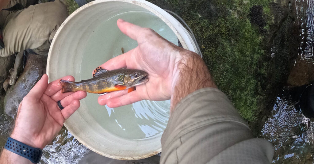 a small, colorful stream-resident brookie