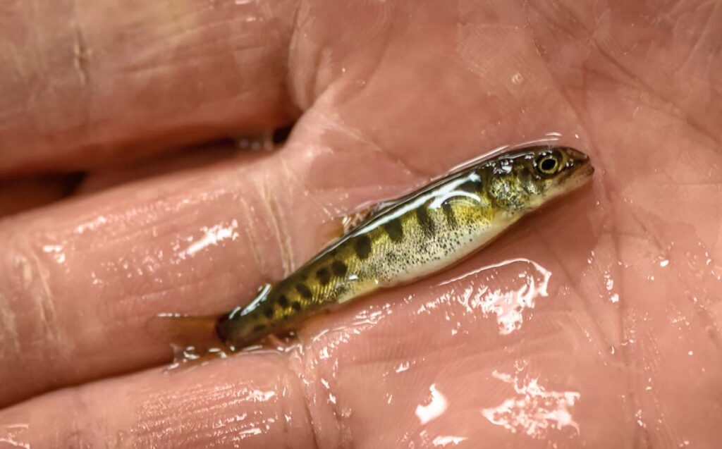 a tiny lake trout fry held in a wet palm