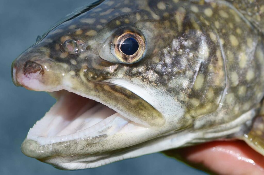 a closeup of the large mouth of an adult hatchery laker