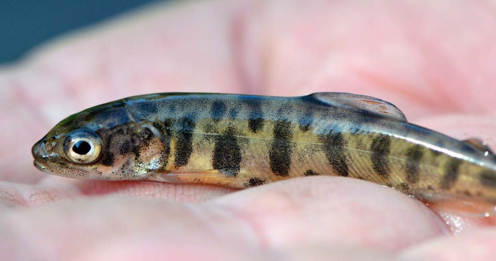 closeup of a juvenile lack char (Salvelinus namaycush) with a dark green back, a yellow-orange belly and fins, and inky parr marks along its side