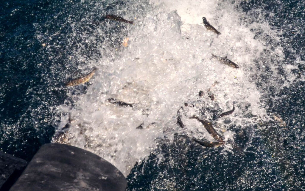 in a surge of water from a pipe, small lake charr are stocked into a lake