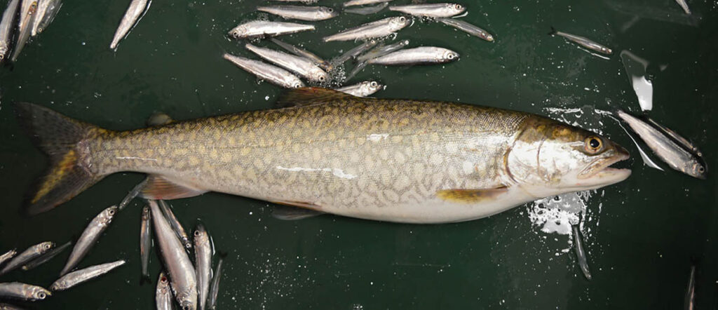 contents of a net; a fat lake trout and numerous forage fish