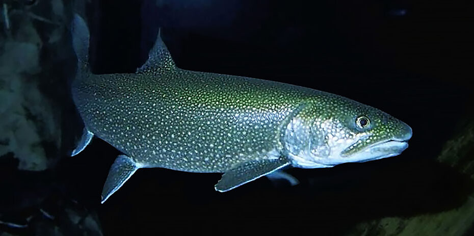 a mature lake trout, aka mackinaw, illuminated by artificial light at night