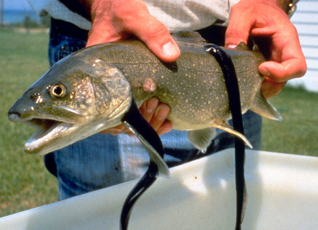 a mackinaw with two parasitic lamprey attached to its body