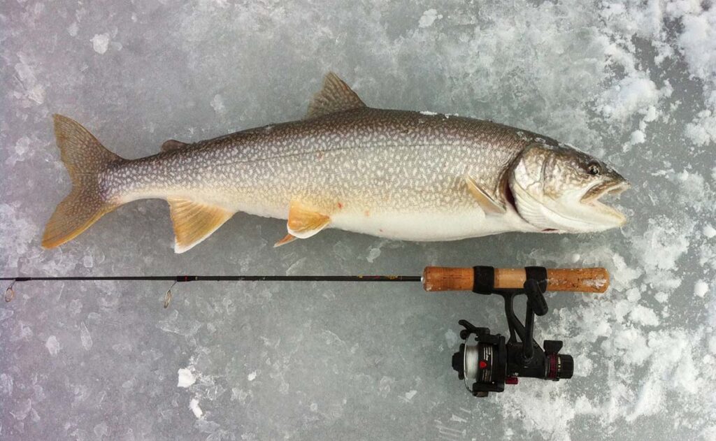 a small laker is displayed on ice next to an ice fishing rod and reel