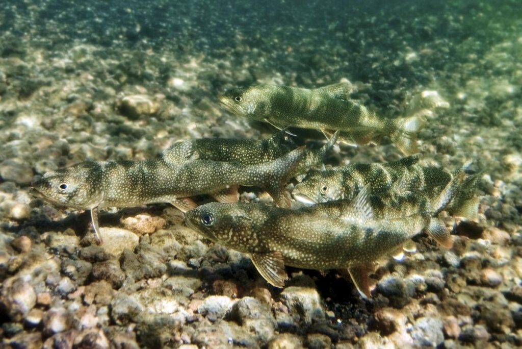 spawning mackinaw over a rocky reef