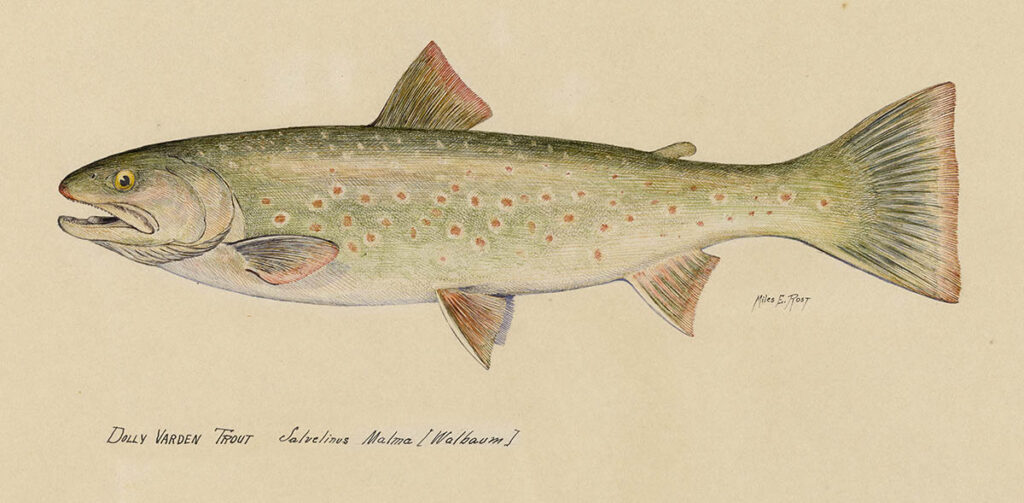 an illustration of a Dolly Varden